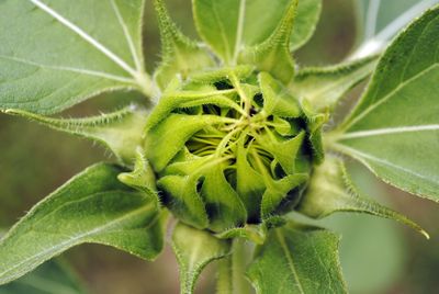 Close-up of green plant