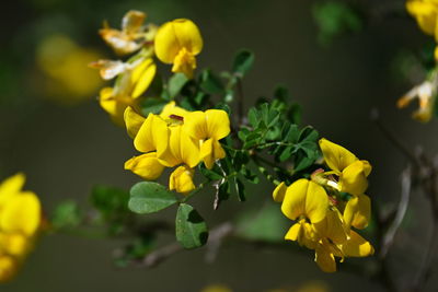 Close-up of yellow flowering plant