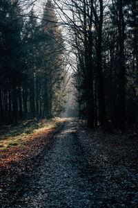 Dirt road amidst trees in forest during autumn