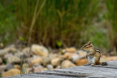 Close-up of squirrel sitting outdoors