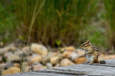 Close-up of chipmunk sitting outdoors