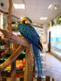 Close-up of parrot perching on wood