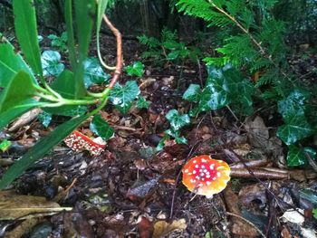 High angle view of mushrooms growing on plant