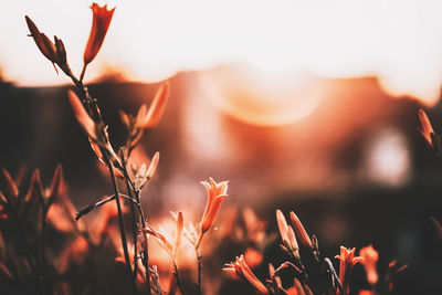 Close-up of plants growing on field against sky during sunset