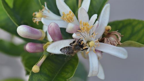 Close-up of bee pollinating on flower