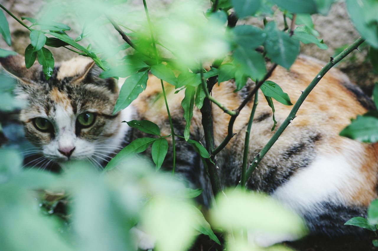 animal themes, mammal, domestic cat, one animal, domestic animals, cat, feline, pets, whisker, two animals, looking at camera, portrait, selective focus, young animal, grass, plant, close-up, field, animals in the wild, nature