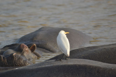 Seagulls on beach