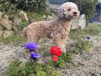 Portrait of dog on field