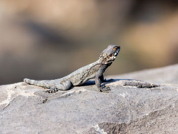 Close-up of reptile on rock