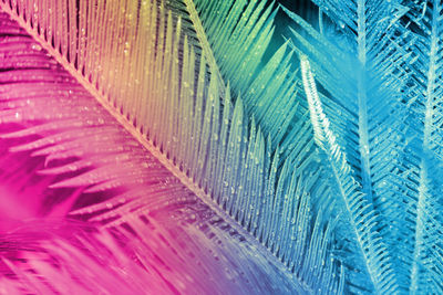 Full frame shot of palm leaf