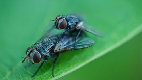 Close-up of housefly