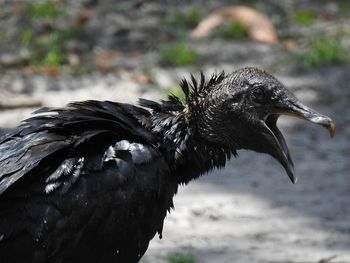 Close-up of a bird on a field