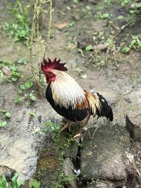 View of a bird on land