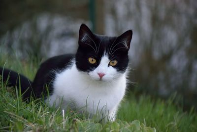 Portrait of cat on field