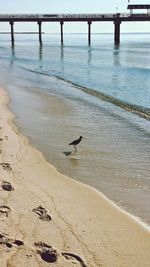 Seagull flying over beach against sky