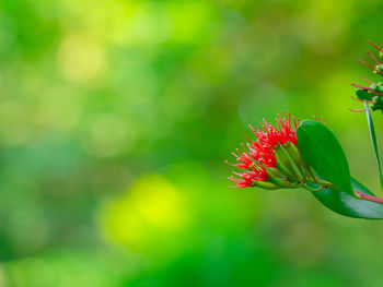 Close-up of red flowering plant