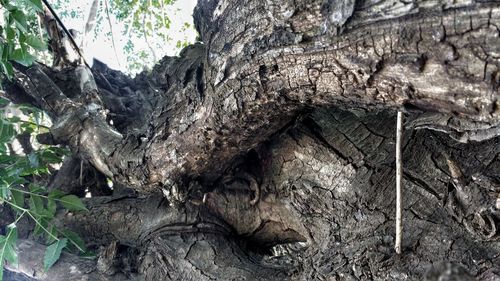 Close-up of tree roots