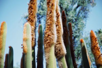 Cacti in morroco 