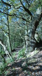 Trees in forest