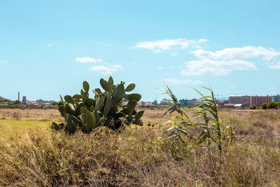 Plants growing on field against sky