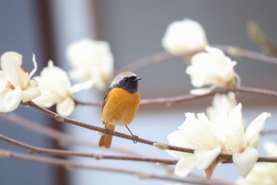 Close-up of bird perching on flower