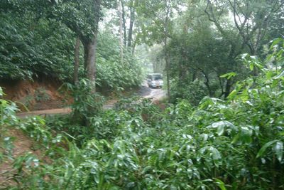 Plants and trees in forest