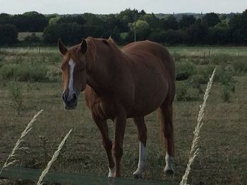 Horse standing on field