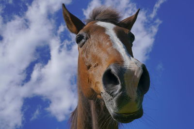 Close-up portrait of horse against sky