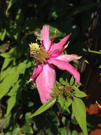 Close-up of pink hibiscus