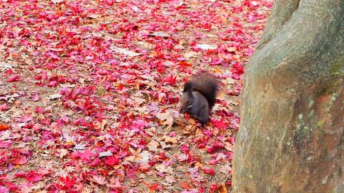 Close-up of cat during autumn