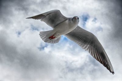 Low angle view of seagull flying against sky