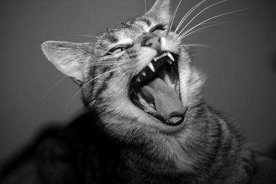 Close-up of cat yawning