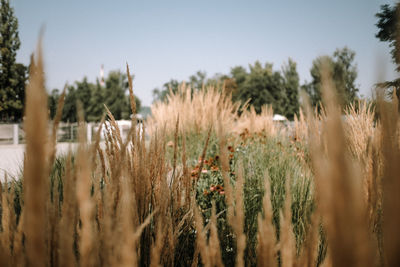 Grass growing on land