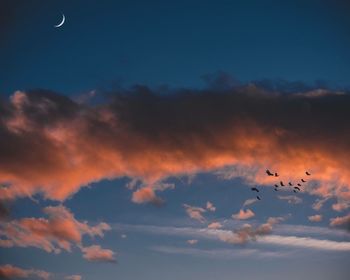 Low angle view of silhouette birds flying against sky during sunset