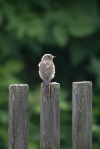 Close-up of bird perching on wooden post