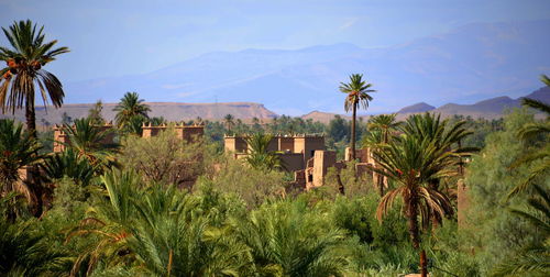 Scenic view of palm trees on mountain against sky