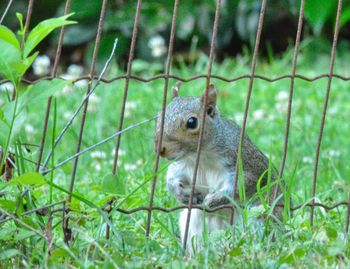 Close-up of squirrel on field