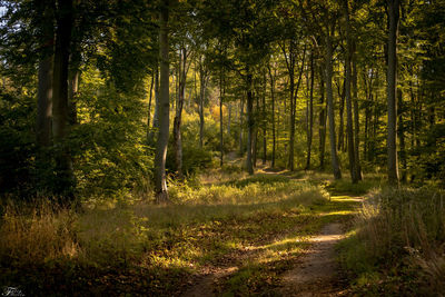 Trees growing in forest