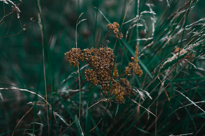 Close-up of wilted plant on field
