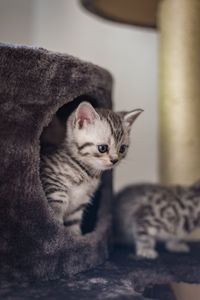 Close-up portrait of cat relaxing at home