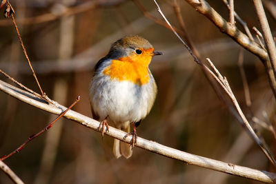 The european robin in the forest