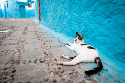 View of a cat lying on land