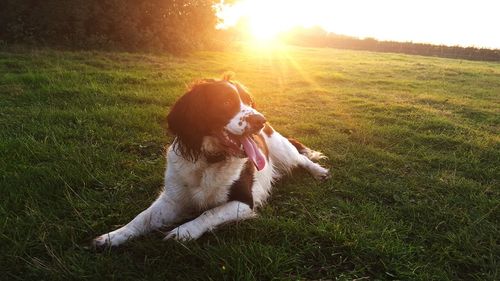 English springer spaniel sitting on grass against sky during sunset