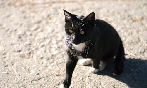 Close-up of black cat