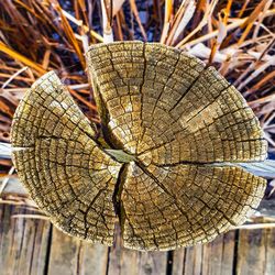 Close-up of dried plant