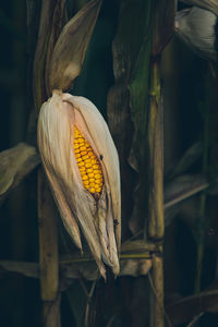 Close-up of fresh yellow plant