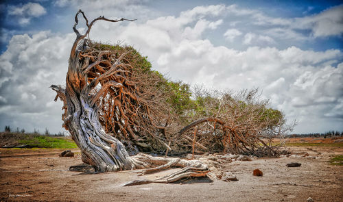 Dead tree on field against sky