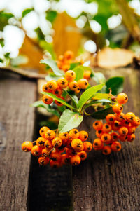 Close-up of berries on wood