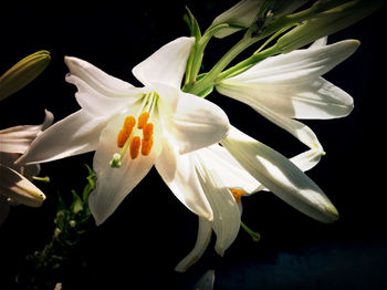 Close-up of white flower