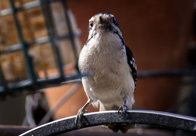 Close-up of bird